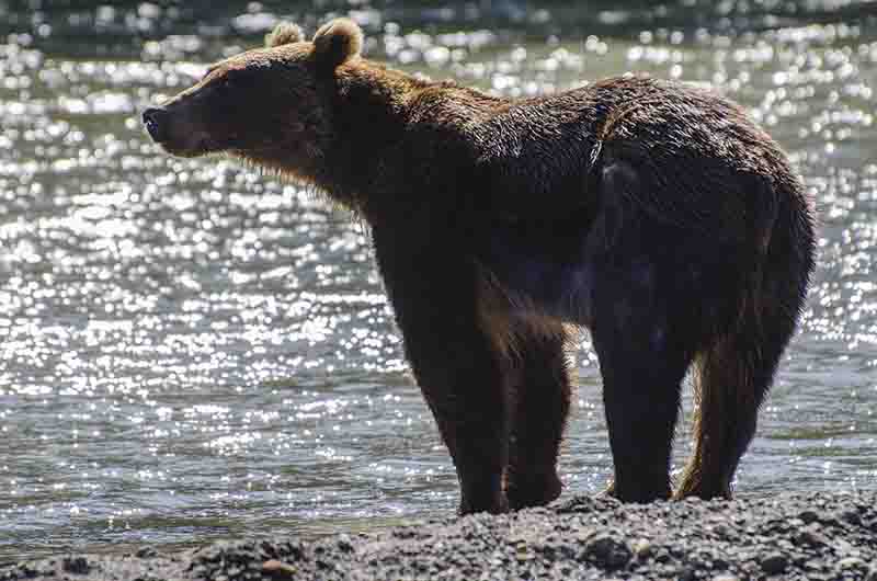 Oso Pardo - Kamchatka - Rusia 05.jpg